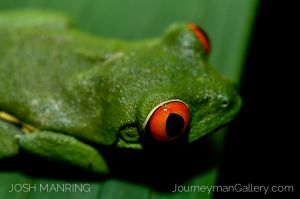 Josh Manring Photographer Decor Wall Arts - Costa Rica Wildlife -16-c51.jpg